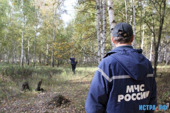 В лесах Истринского района за неделю заблудились 20 грибников